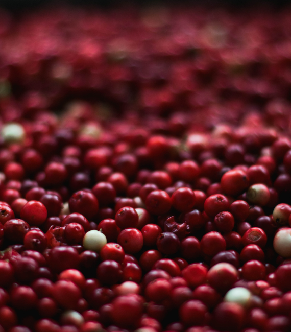 Ocean Spray Case Study