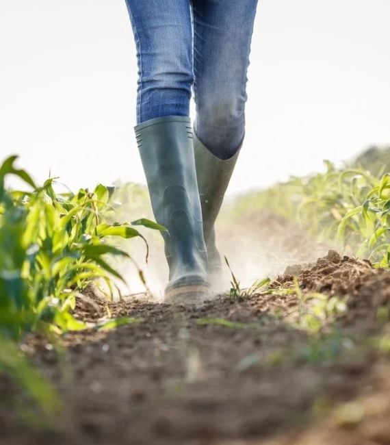 EU organic principles and standrads