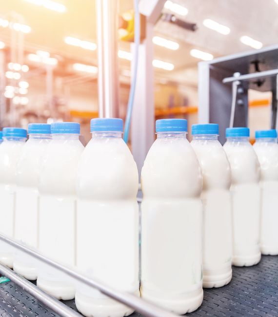 Milk bottles on factory production line