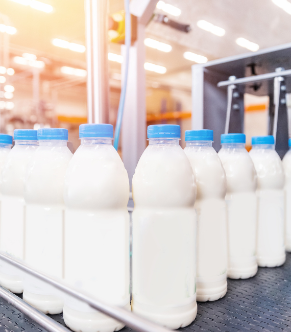 Milk bottles on factory production line
